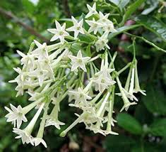 Nocturnum Flower Seeds for Planting | Heirloom Non-GMO High Germination Organic Garden Seeds