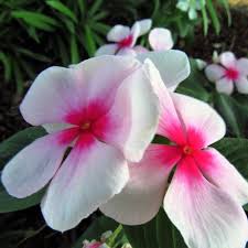 White Pink Periwinkle Flower Seeds for Planting | Heirloom Non-GMO Organic Garden Seeds