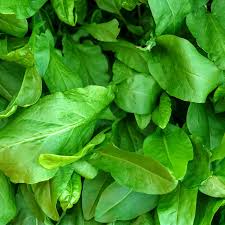 Large Leaf Sorrel Seeds for Planting – Heirloom, Non-GMO, Organic Garden Seeds with High Germination