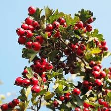 English Hawthorn Fruit Seeds for Planting – Heirloom, Non-GMO for Hardy Tropical Garden Trees