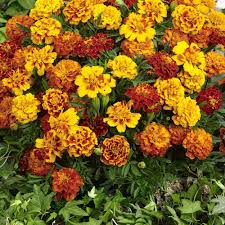 Heirloom French Marigold Flower Seeds for Planting – Non-GMO, High Germination Organic Garden Seeds
