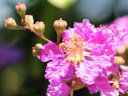 Lagerstroemia Flower Seeds for Planting – Perfect for Borders, Heirloom, Non-GMO, Organic Garden Seeds