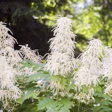 Aruncus Dioicus Flower Seeds for Planting – Long Bloom Season, Heirloom, GMO Free Organic Garden Seeds