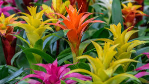 Mixed Bromeliad Tillandsia  Flower seeds for Planting - Garden Favorite, Heirloom & GMO Free Seeds for Home Garden