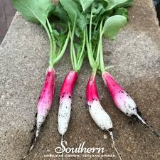Raphanus Sativus flower seeds for planting - Heirloom & Non-GMO Garden Seeds