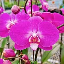 Pink Red Phalaenopsis Orchid Flower Seeds for Planting – Heirloom, Non-GMO, Fragrant Blooms, High Germination