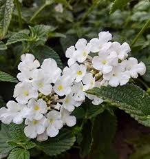 White Lantana Flower Seeds for Planting – Heirloom Non-GMO Organic Garden Seeds – Hardy Variety, High Germination