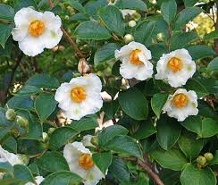 Stewartia White Tree Seeds – Heirloom Non-GMO Organic Seeds for Planting – High Germination Ornamental Blooms