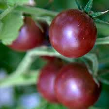 Tomato Seeds for Planting – Maroon Red Heirloom, Non-GMO, High Germination Organic Garden Seeds for Rich Flavor