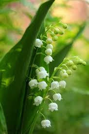 Convallaria Majalis Flower Seeds for Planting – Heirloom, Non-GMO, High Germination Organic Garden Seeds