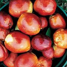 Silverhill Jujube Fruit Seeds for Planting – Heirloom, Non-GMO for Sweet Decorative Trees