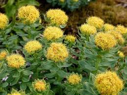 Rhodiola Rosea Flower Seeds – Heirloom, Non-GMO, Easy-to-Grow Organic Garden Seeds for Planting