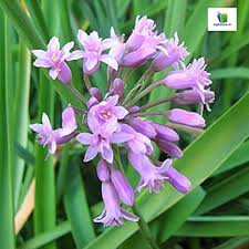 Heirloom Tulbaghia Flower Seeds – Non-GMO, High Germination Organic Garden Seeds
