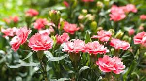 Pink Carnation Flower Seeds for Planting – Heirloom, Non-GMO, Colorful Display Garden Seeds