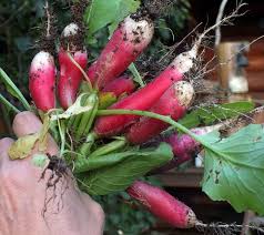 Raphanus Sativus flower seeds for planting - Heirloom & Non-GMO Garden Seeds