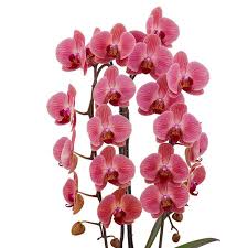 Pink Red Phalaenopsis Orchid Flower Seeds for Planting – Heirloom, Non-GMO, Fragrant Blooms, High Germination