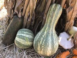 Cushaw Pumpkin Seeds for Planting – Heirloom Non-GMO Organic Garden Seeds – Sweet Flesh & Decorative Appeal