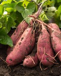 Sweet Potato Seeds for Planting – Heirloom Non-GMO High Germination Seeds for Organic Root Gardens pcs