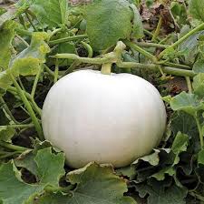 White Pumpkin Vegetable Seeds for Planting – heirloom & non-GMO seeds, seasonal beauty for gardens