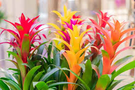 Mixed Bromeliad Tillandsia  Flower seeds for Planting - Garden Favorite, Heirloom & GMO Free Seeds for Home Garden