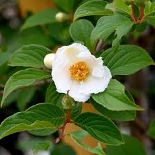 Stewartia White Tree Seeds – Heirloom Non-GMO Organic Seeds for Planting – High Germination Ornamental Blooms