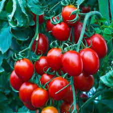 Giant Monster Tomato Seeds for Planting – Heirloom Non-GMO Organic Garden Seeds, High Germination Dark Orange Giant Tomatoes