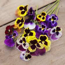 Heirloom Pansy Flower Seeds for Planting – Non-GMO, Compact Growth, High Germination Organic Garden Seeds