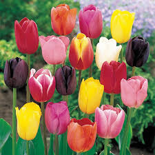 Tulip Flower Seeds for Planting – Pollinator Friendly, Heirloom, GMO Free Organic Garden Seeds
