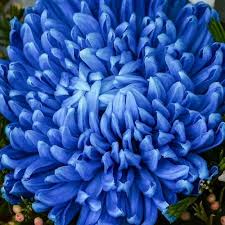 Blue Chrysanthemum Flower Seeds for Planting – Heirloom, Non-GMO, Premium Quality Organic Garden Seeds