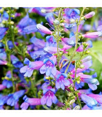 Heirloom Penstemon Flower Seeds for Planting – Non-GMO, Colorful Display Organic Garden Seeds