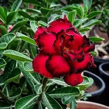 Red Adenium Obesum Seeds for Planting – Garden Favorite, Heirloom, Non-GMO Organic Garden Seeds