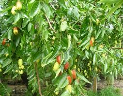 Silverhill Jujube Fruit Seeds for Planting – Heirloom, Non-GMO for Sweet Decorative Trees