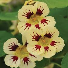 Cream Nasturtium Flower Seeds for Planting – Heirloom, Non-GMO, Cut Flower Favorite Organic Garden Seeds