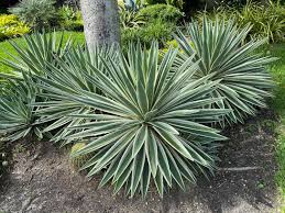 Green Agave Angustifolia Flower Seeds for Planting – Heirloom, Non-GMO, Perfect for Borders Organic Garden Seeds
