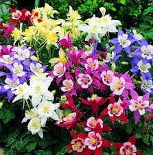 Aquilegia Flower Seeds for Planting – Heirloom, Non-GMO, Garden Favorite Organic Garden Seeds