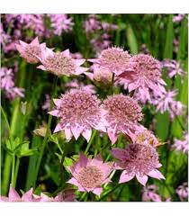 Astrantia Pincushion Flower Seeds for Planting – Perfect for Borders, Heirloom, Non-GMO & High Germination Seeds