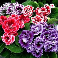 Gloxinia Blue White Flower Seeds for Planting | Heirloom Non-GMO Organic Garden Seeds, High Germination