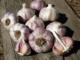 Purple White Garlic flower seeds for planting - Heirloom & Non-GMO Garden Seeds
