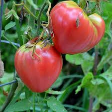 Giant Monster Tomato Seeds for Planting – Heirloom Non-GMO Organic Garden Seeds, High Germination Dark Orange Giant Tomatoes
