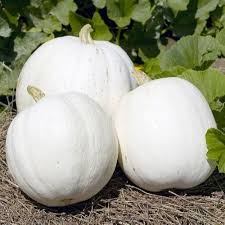 White Pumpkin Vegetable Seeds for Planting – heirloom & non-GMO seeds, seasonal beauty for gardens
