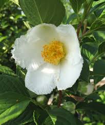 Stewartia White Tree Seeds – Heirloom Non-GMO Organic Seeds for Planting – High Germination Ornamental Blooms