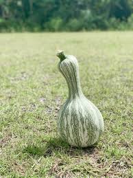 Cushaw Pumpkin Seeds for Planting – Heirloom Non-GMO Organic Garden Seeds – Sweet Flesh & Decorative Appeal