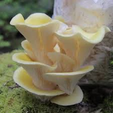 Mushroom Spores for Planting – Green Heirloom, Non-GMO, High Germination Organic Garden Fungal Cultures