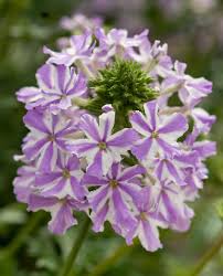 Lavender White Verbena Flower Seeds for Planting – Heirloom, Non-GMO, High Germination, Drought Tolerant Blooms
