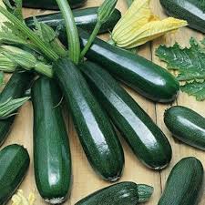 Zucchino Vegetable Seeds for Planting – Heirloom Non-GMO, High Germination Organic Garden Seeds