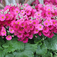 Multi Primula Malacoides Flower Seeds for Planting – Heirloom Non-GMO Organic Garden Seeds – Easy to Grow, High Germination