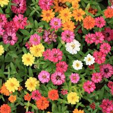 Zinnia Profusion Flower  Seeds – Heirloom, Non-GMO, Seasonal Bloomer Organic Garden Seeds for Planting