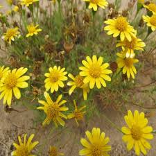 Yellow Thymophylla Flower Seeds for Planting – Heirloom Non-GMO High Germination Organic Garden Seeds