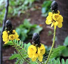 Yellow Didymobotrya Flower Seeds for Planting – Heirloom, Non-GMO, High Germination Organic Garden Seeds