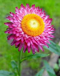 Strawflower Seeds for Planting - Garden Favorite, Heirloom, Non-GMO, Organic Garden Seeds, High Germination